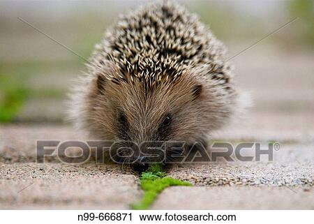 Stock Image - Hedgehog (Erinaceus europaeus), moving and sniffing on pavement, Ravenna, Italy. Fotosearch