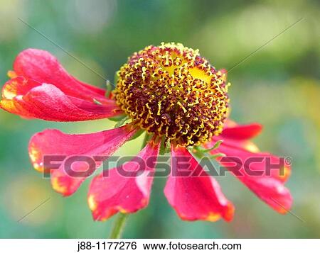 Stock Photograph - Helenium autumnale flower. Fotosearch