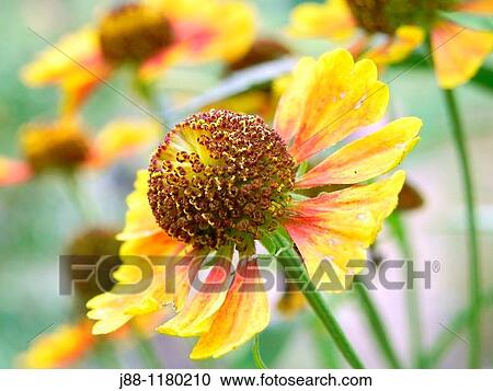 Stock Image - Helenium autumnale flowers. Fotosearch