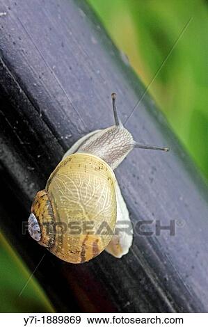 Helicidae, Roman snail, Edible snail, Vineyard snail, Helix aperta, Burrowing snail View Large Photo Image Stock Photo - Helicidae, Roman snail, Edible snail, Vineyard snail, Helix aperta, Burrowing snail. Fotosearch