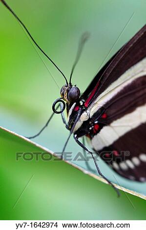 Heliconius Charitonius, detail of the proboscis Benalmadena Butterfly Park, Benalmadena, Malaga, Spain View Large Photo Image Picture - Heliconius Charitonius, detail of the proboscis Benalmadena Butterfly Park, Benalmadena, Malaga, Spain. Fotosearch