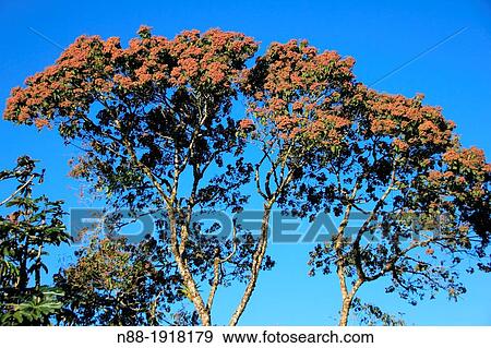 Stock Photo - Heliocampus americanus majagua Venezuela. Fotosearch