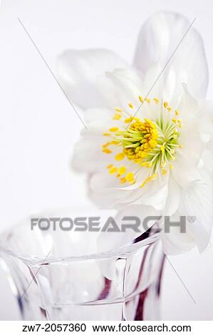 Hellebore flower in glass vase (Helleborus niger) View Large Photo Image Stock Image - Hellebore flower in glass vase (Helleborus niger). Fotosearch