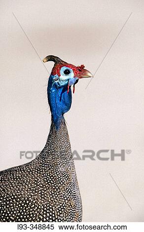 Helmet Guinea Fowl (Numida meleagris). Etosha National Park, Namibia View Large Photo Image Stock Photography - Helmet Guinea Fowl (Numida meleagris). Etosha National Park, Namibia. Fotosearch