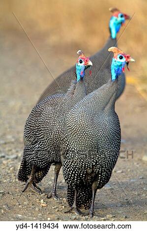 Picture - Helmeted guineafowl Numida meleagris, Kruger National Park, South Africa. Fotosearch