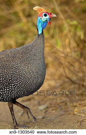 Helmeted guineafowl Numida meleagris, Kruger National Park, South Africa View Large Photo Image Stock Image - Helmeted guineafowl Numida meleagris, Kruger National Park, South Africa. Fotosearch