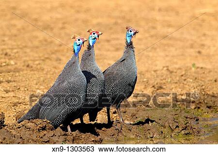 Helmeted guineafowl (Numida meleagris), in the waterhole, Kruger National Park, South Africa. View Large Photo Image Stock Image - Helmeted guineafowl (Numida meleagris), in the waterhole, Kruger National Park, South Africa.. Fotosearch