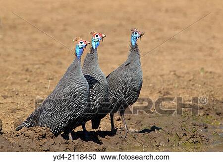 Helmeted guineafowl (Numida meleagris), crossing the gravel road, Kruger National Park, South Africa. View Large Photo Image Stock Image - Helmeted guineafowl (Numida meleagris), crossing the gravel road, Kruger National Park, South Africa.. Fotosearch
