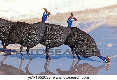 Helmeted Guinefowl, numida meleagris, Group Drinking at Water Hole, Kenya View Large Photo Image Stock Photo - Helmeted Guinefowl, numida meleagris, Group Drinking at Water Hole, Kenya. Fotosearch