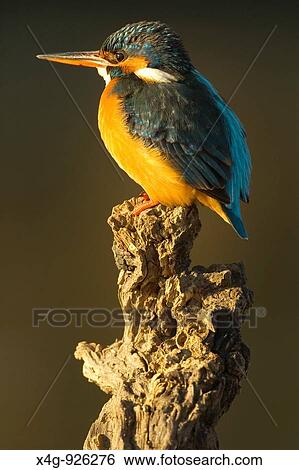 Stock Photograph - Hembra de mart? n pescador Alcedo atthis Female Kingfisher Alcedo atthis. Fotosearch
