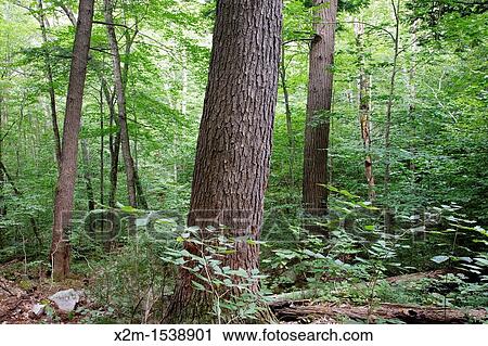 Hemlock - spruce - northern hardwood Forest during the summer months in the area of the Deer Brook drainage of Albany, New Hampshire USA View Large Photo Image Stock Image - Hemlock - spruce - northern hardwood Forest during the summer months in the area of the Deer Brook drainage of Albany, New Hampshire USA. Fotosearch