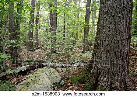 Hemlock - spruce - northern hardwood Forest during the summer months in the area of the Deer Brook drainage of Albany, New Hampshire USA View Large Photo Image Stock Image - Hemlock - spruce - northern hardwood Forest during the summer months in the area of the Deer Brook drainage of Albany, New Hampshire USA. Fotosearch