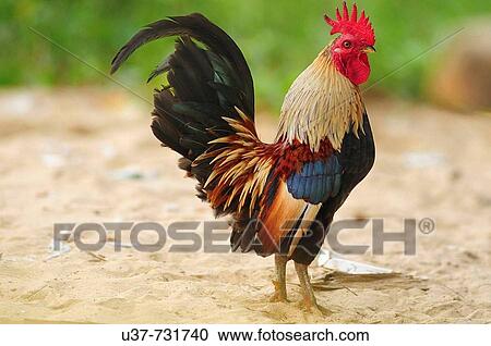 Stock Image - Hen. Fotosearch