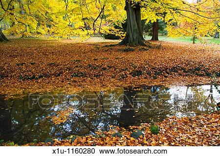 Henrys Island Thorp Perrow Arboretum Bedale Yorkshire England View Large Photo Image Stock Image - Henrys Island Thorp Perrow Arboretum Bedale Yorkshire England. Fotosearch