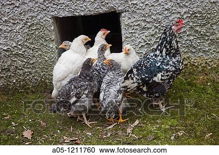 Hens Chicken. Tielve. Cabrales. Picos de Europa. Oriente region. Asturias. Spain. View Large Photo Image Stock Image - Hens Chicken. Tielve. Cabrales. Picos de Europa. Oriente region. Asturias. Spain.. Fotosearch
