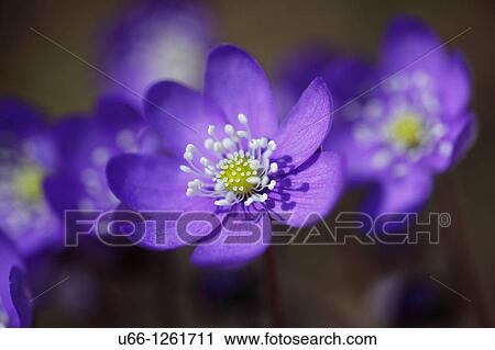 Stock Image - Hepatica, Blue anemorte, Sweden.. Fotosearch