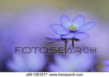 Stock Photo - Hepatica, Blue anemorte, Sweden.. Fotosearch