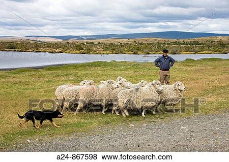Herd and its trained dog, Cerro ranch, Chilean Patagonia, Chile (March 2009) View Large Photo Image Stock Photo - Herd and its trained dog, Cerro ranch, Chilean Patagonia, Chile (March 2009). Fotosearch