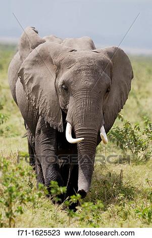 Stock Image - Herd of African Bush Elephant or African Savanna Elephant Loxodonta africana Amboseli National Park Kenya Africa. Fotosearch