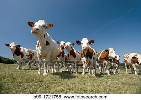 HERD OF CATTLE IN PASTURE FAVEROLLES CANTAL AUVERGNE FRANCE View Large Photo Image Stock Photo - HERD OF CATTLE IN PASTURE FAVEROLLES CANTAL AUVERGNE FRANCE. Fotosearch