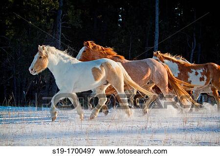 Herd of horses galloping or running View Large Photo Image Stock Photo - Herd of horses galloping or running. Fotosearch