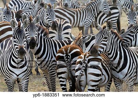 herd of Plains Zebras Equus quagga in savannah, Serengeti National Park, Tanzania View Large Photo Image Stock Image - herd of Plains Zebras Equus quagga in savannah, Serengeti National Park, Tanzania. Fotosearch