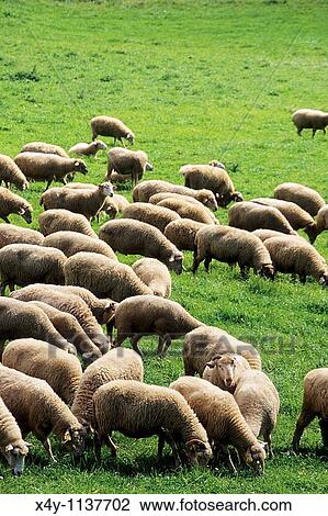 Herd of sheep, Chocske vrchy, Slovakia View Large Photo Image Stock Image - Herd of sheep, Chocske vrchy, Slovakia. Fotosearch