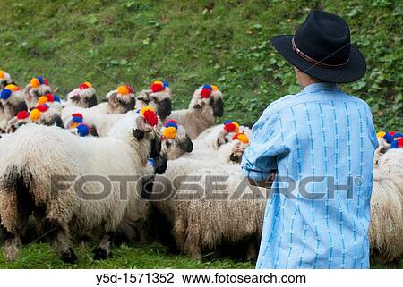 herd of sheep, decorated with flowers, guarded by young boy, Switzerland, Fribourg canton View Large Photo Image Stock Image - herd of sheep, decorated with flowers, guarded by young boy, Switzerland, Fribourg canton. Fotosearch