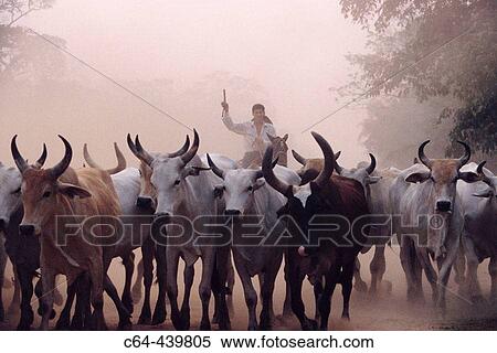 Herdsman with cows. Amazonia. Moxos plains. Bolivia View Large Photo Image Stock Photography - Herdsman with cows. Amazonia. Moxos plains. Bolivia. Fotosearch