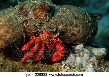 Hermit Crab (Dardanus arrosor) crawling along ocean floor in symbiosis with an anemone (Calliactis parasitica) on its back, Callelongue Creek, Marseille, France. View Large Photo Image Stock Image - Hermit Crab (Dardanus arrosor) crawling along ocean floor in symbiosis with an anemone (Calliactis parasitica) on its back, Callelongue Creek, Marseille, France.. Fotosearch