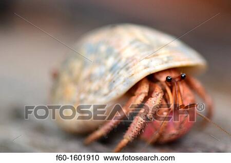 Hermit crab, Pohnpei, Federated States of Micronesia. View Large Photo Image Stock Image - Hermit crab, Pohnpei, Federated States of Micronesia.. Fotosearch