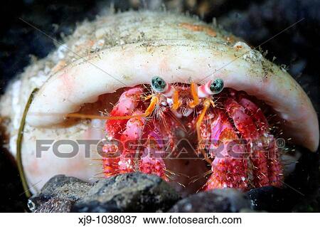 Hermit crab with shell in south Tenerife View Large Photo Image Stock Photo - Hermit crab with shell in south Tenerife. Fotosearch