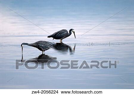 Heron at the Mallacoota inlet, Victoria, Australia View Large Photo Image Picture - Heron at the Mallacoota inlet, Victoria, Australia. Fotosearch