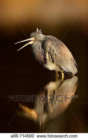 Heron View Large Photo Image Stock Image - Heron. Fotosearch