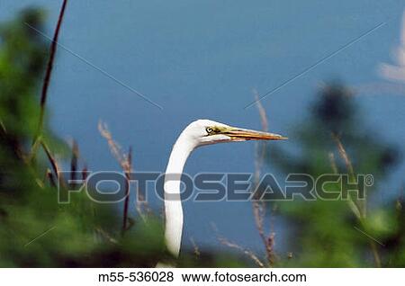 Heron. View Large Photo Image Stock Photo - Heron.. Fotosearch