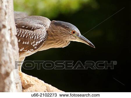 Heron, Tenerife, Canary Islands, Spain View Large Photo Image Stock Image - Heron, Tenerife, Canary Islands, Spain. Fotosearch