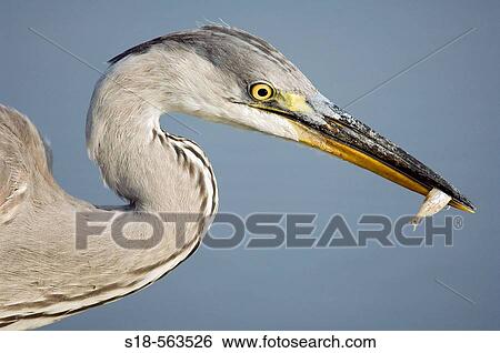 Heron with catched fish View Large Photo Image Stock Photograph - Heron with catched fish. Fotosearch