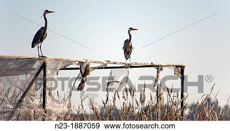 Herons, Albufera, Valencia View Large Photo Image Stock Photo - Herons, Albufera, Valencia. Fotosearch