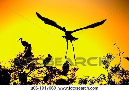 Stock Image - Herons and Egrets at the Venice Heronry Rookery in Florida USA in the evening with the sun setting behind the birds and trees. Fotosearch