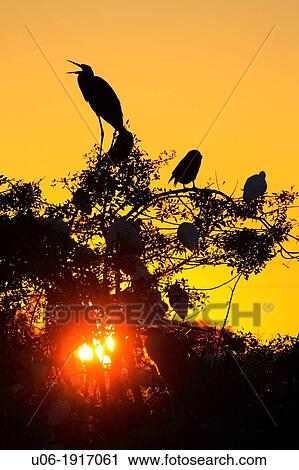 Herons and Egrets at the Venice Heronry Rookery in Florida USA in the evening with the sun setting behind the birds and trees View Large Photo Image Stock Image - Herons and Egrets at the Venice Heronry Rookery in Florida USA in the evening with the sun setting behind the birds and trees. Fotosearch