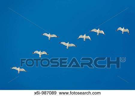 Stock Photo - Herring Gull Larus argentatus, flock in flight, Texel, Holland. Fotosearch