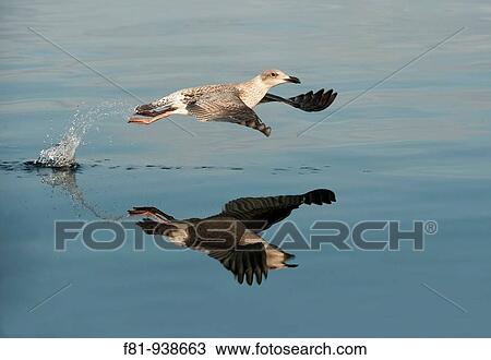 Herring gull Larus argentatus in flight August 2009 View Large Photo Image Stock Image - Herring gull Larus argentatus in flight August 2009. Fotosearch