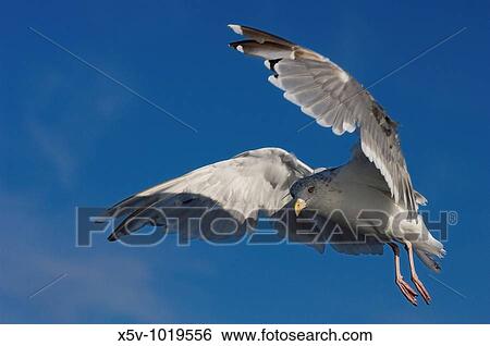 Herring Gull (Larus argentatus) in flight. Norwegian fjords. View Large Photo Image Stock Photograph - Herring Gull (Larus argentatus) in flight. Norwegian fjords.. Fotosearch