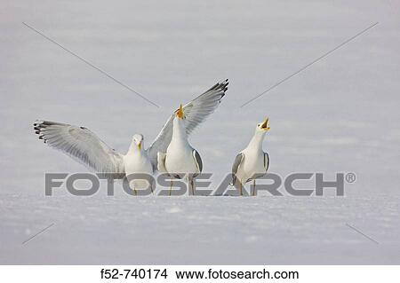 Herring Gull (Larus argentatus) View Large Photo Image Picture - Herring Gull (Larus argentatus). Fotosearch