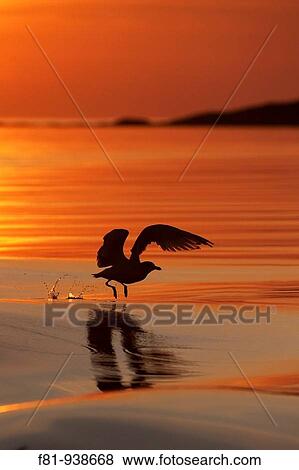Herring gull Larus argentatus silhouetted in flight at sunset August 2009 View Large Photo Image Stock Photo - Herring gull Larus argentatus silhouetted in flight at sunset August 2009. Fotosearch