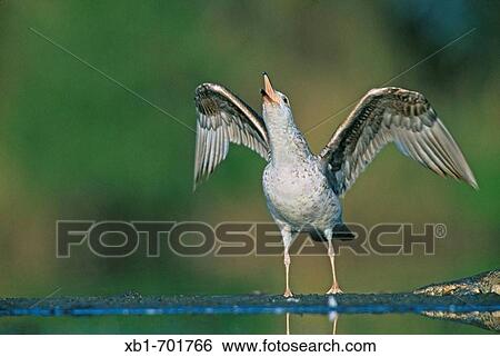 Herring gull (Larus argentatus). View Large Photo Image Stock Photograph - Herring gull (Larus argentatus).. Fotosearch