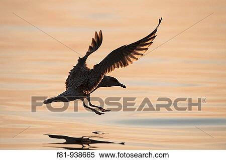 Herring gull Larus argentatus slihouetted in flight August 2009 View Large Photo Image Stock Photography - Herring gull Larus argentatus slihouetted in flight August 2009. Fotosearch
