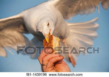 Herring gull Larus argentatus taking bread from person's hand August 2009 View Large Photo Image Stock Photograph - Herring gull Larus argentatus taking bread from person's hand August 2009. Fotosearch