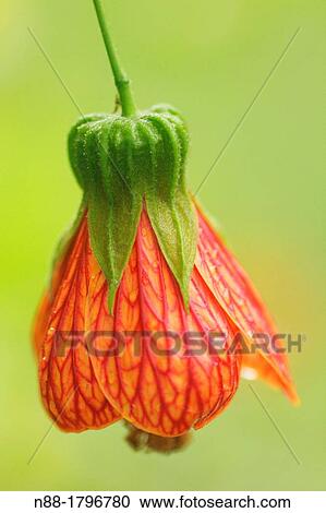 Stock Image - Hibiscus close up. Fotosearch