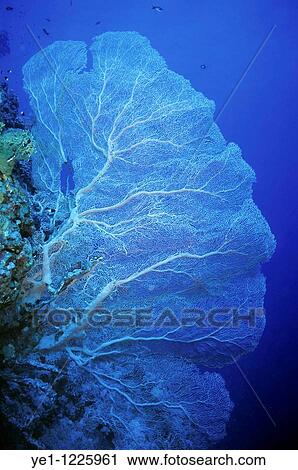 Hickson's Giant Sea Fan growing on Shab Mashur Reef, Red Sea, Egypt. View Large Photo Image Stock Image - Hickson's Giant Sea Fan growing on Shab Mashur Reef, Red Sea, Egypt.. Fotosearch